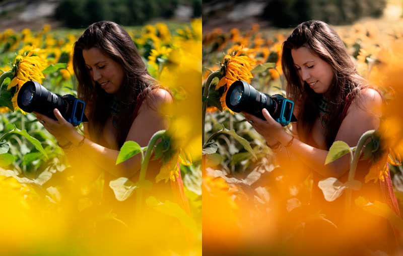 girasol4
